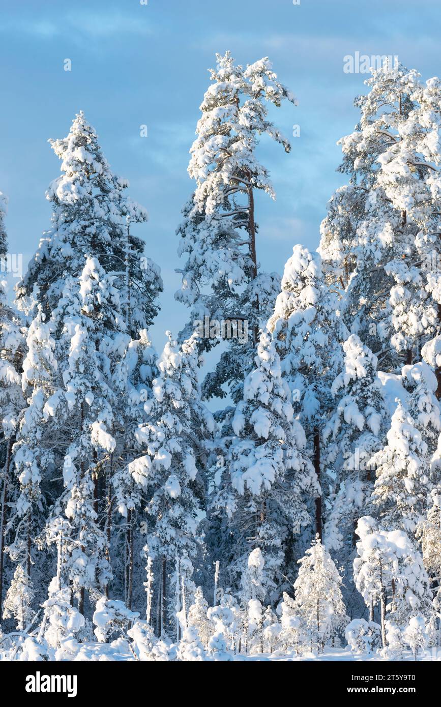 Paysage hivernal.Suède Banque D'Images