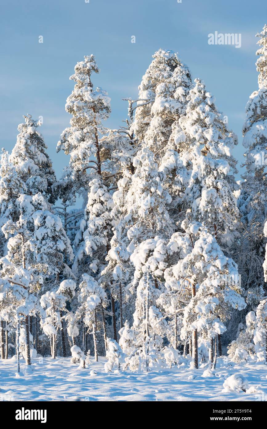 Paysage hivernal.Suède Banque D'Images