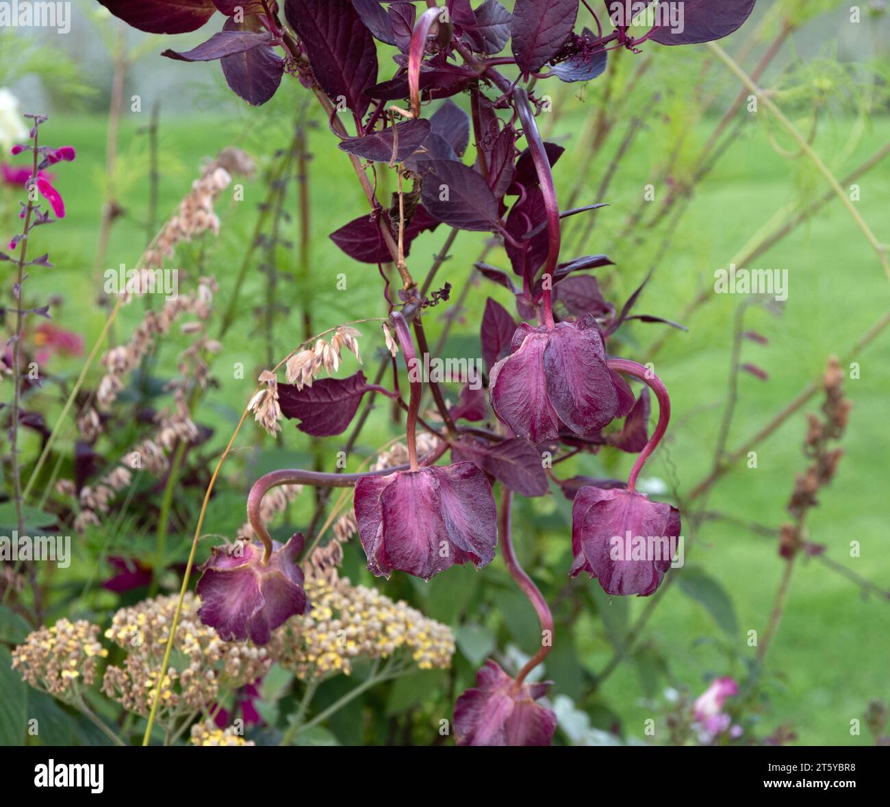 Cobaea scandens à fleurs violettes Banque D'Images