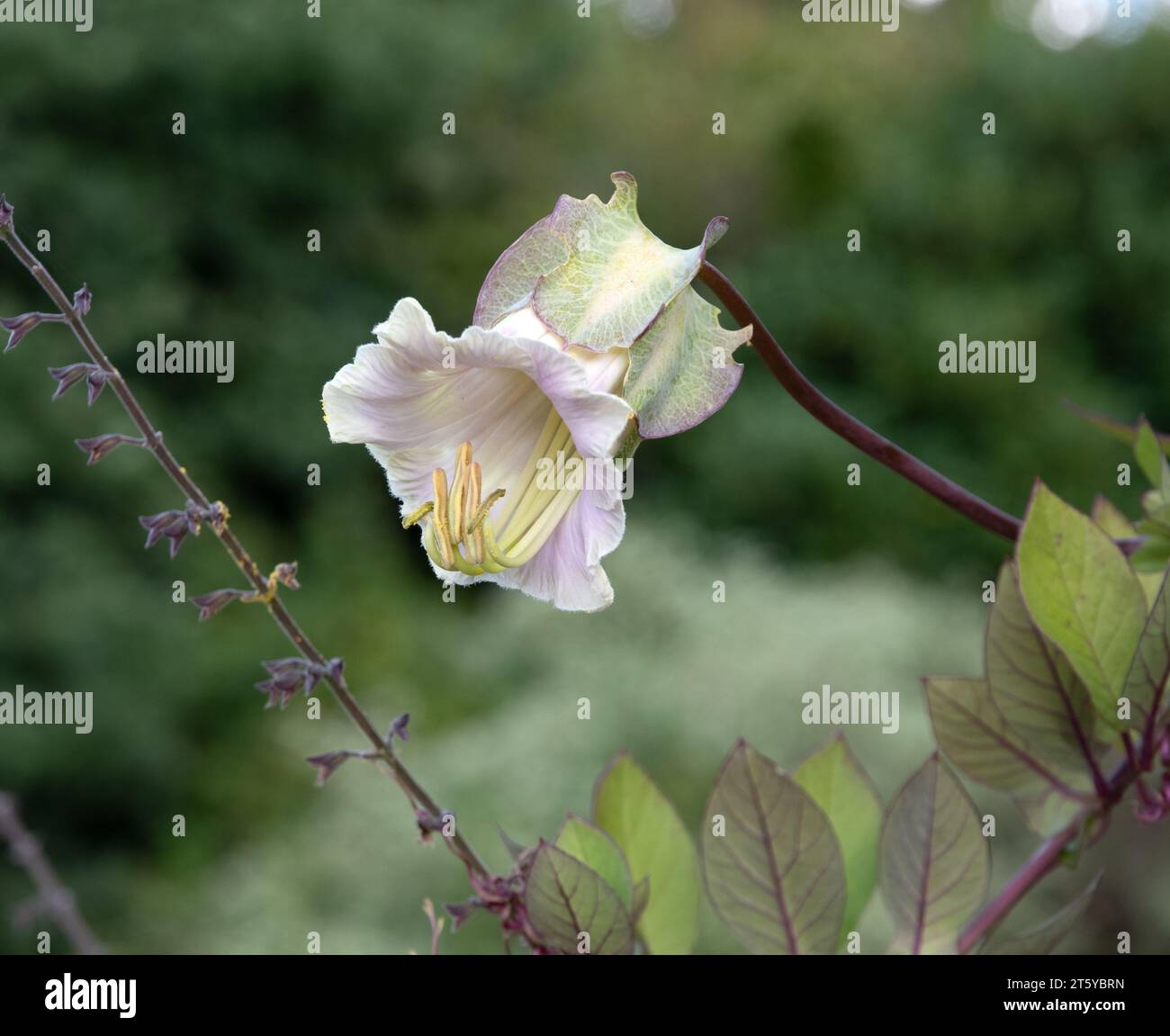 Cobaea scandens à fleurs blanches Banque D'Images