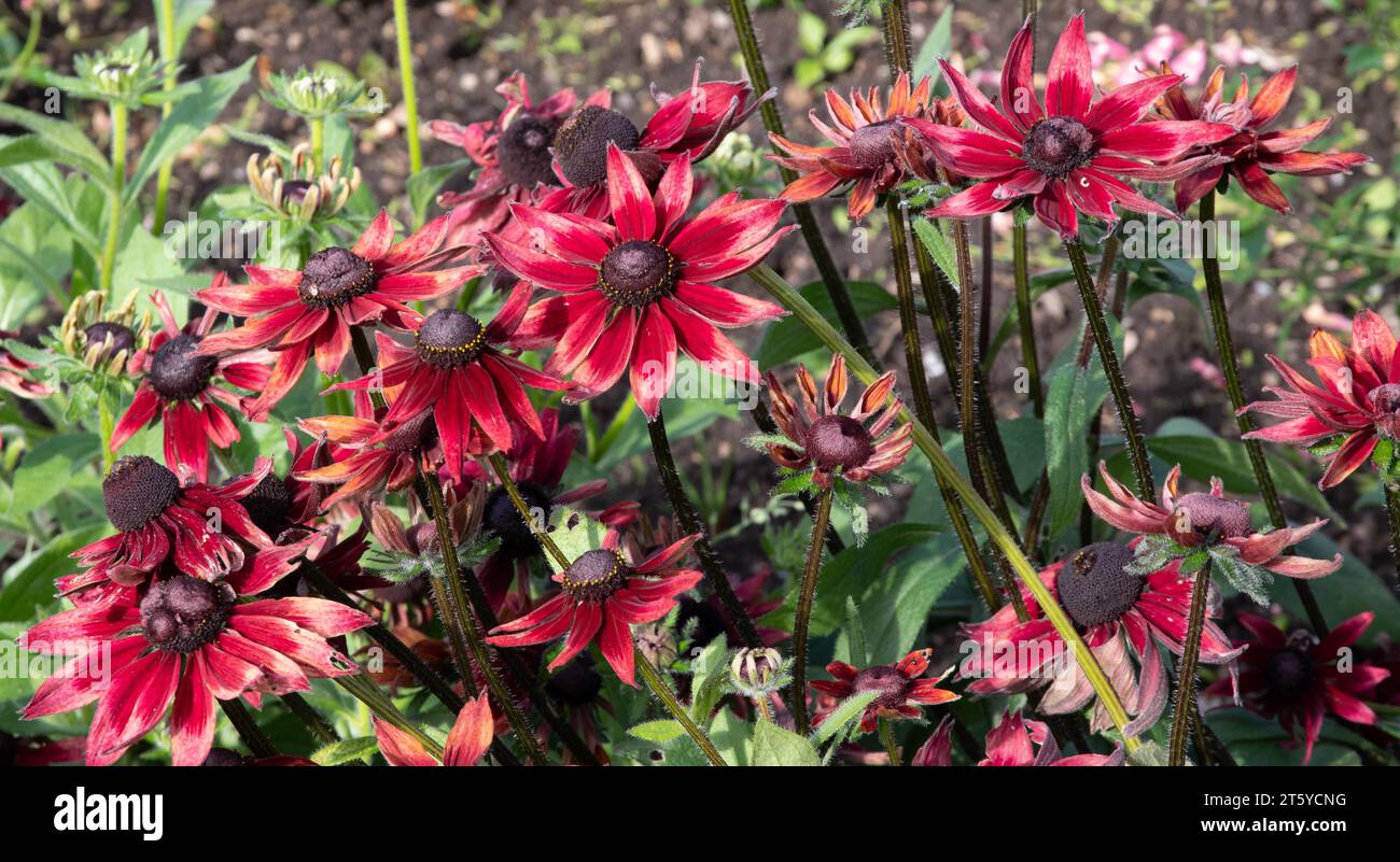 Rudbeckia hirta 'Cherry Brandy' Banque D'Images