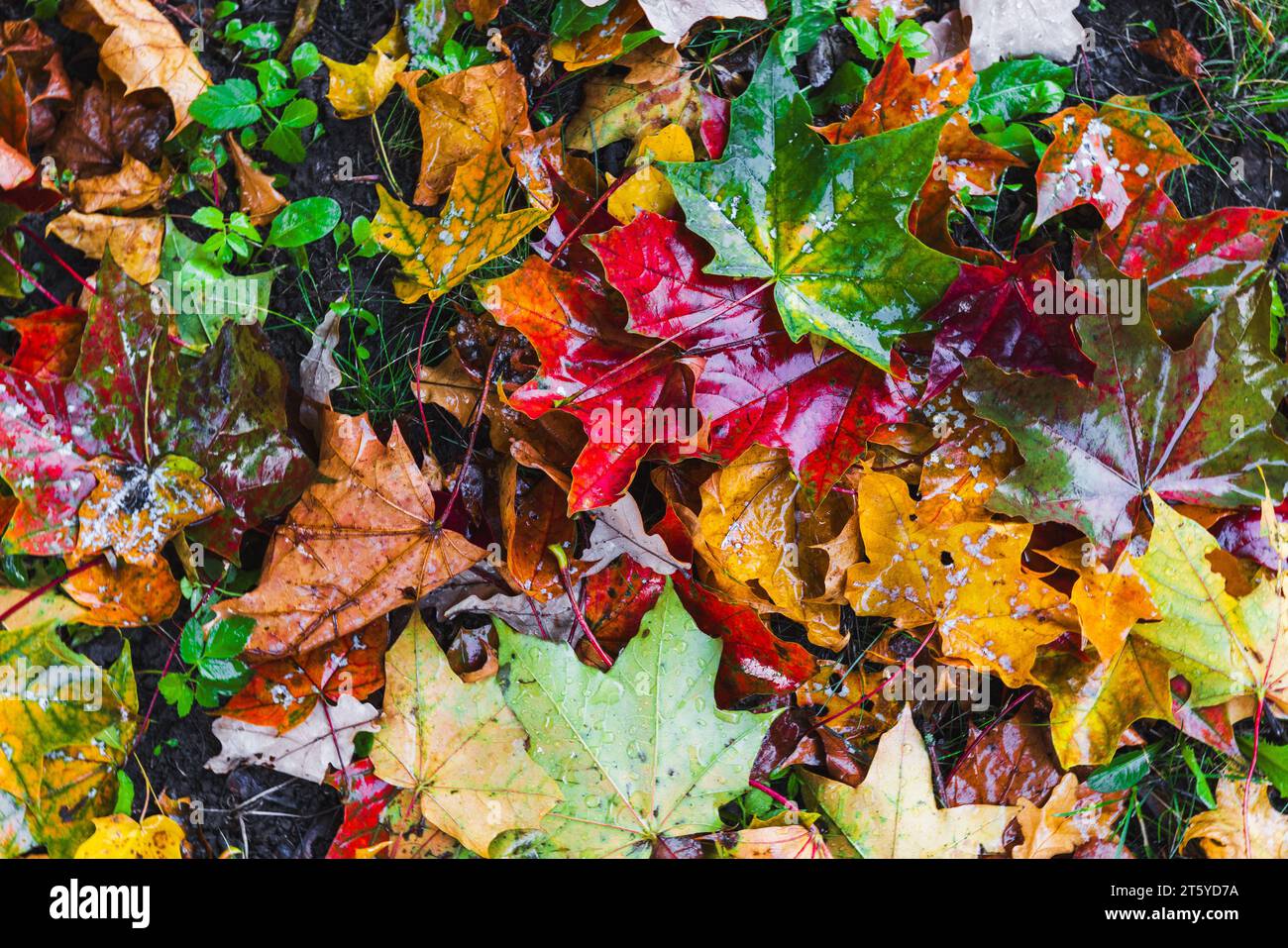 Les feuilles automnales tombées mouillées reposent sur le sol, photo naturelle avec mise au point sélective Banque D'Images