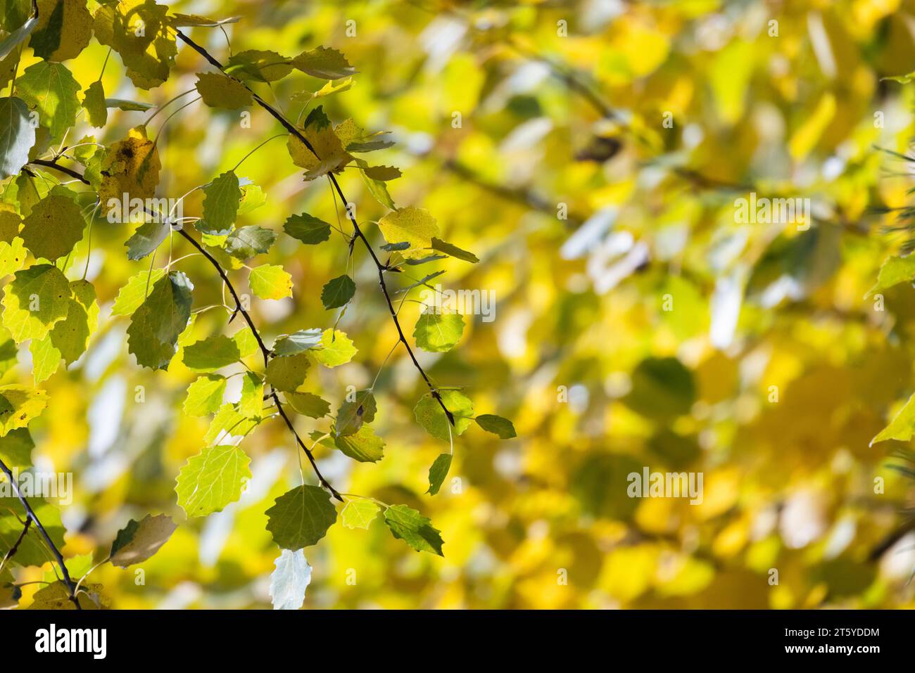 Les feuilles jaunes d'automne sont sur fond flou, tremble, photo naturelle Banque D'Images