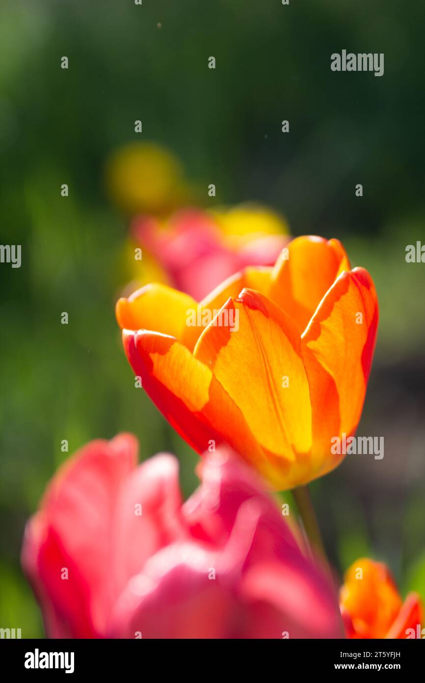 fleur tulipe france charente Banque D'Images
