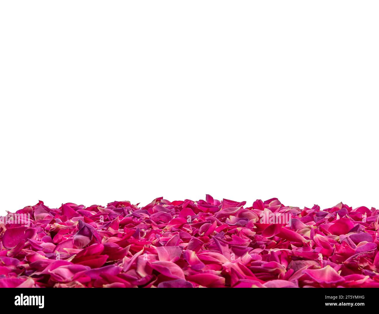 Pétales de rose foncé comme cadre sur le côté de la photo isolé sur blanc avec chemin de détourage inclus et espace de copie Banque D'Images