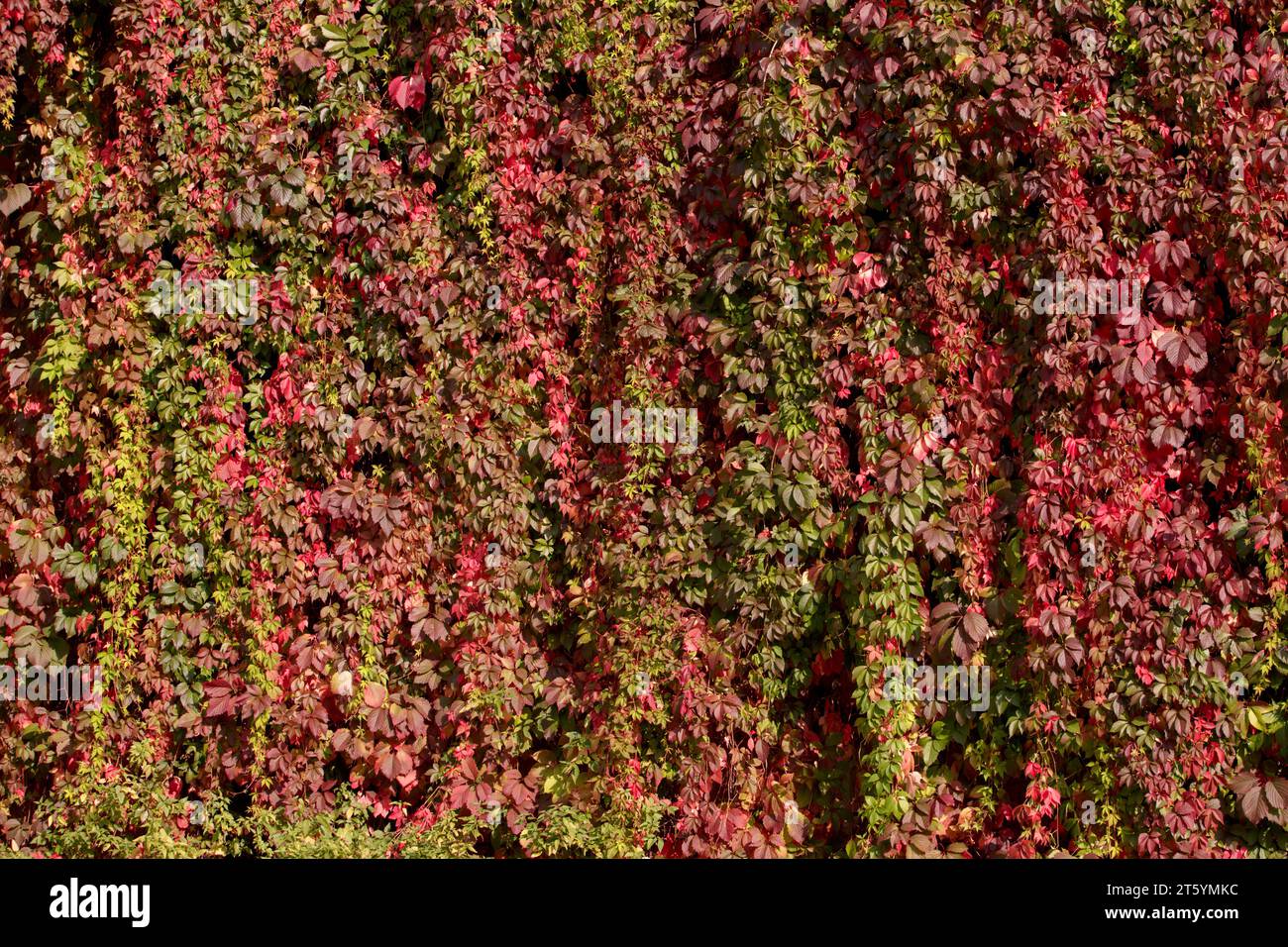Virginia Creeper. Feuilles rouges, jaunes, roses et bourguignons de la Creeper de Virginie dans le jardin d'automne. Feuilles violettes sur les branches d'une liane Banque D'Images
