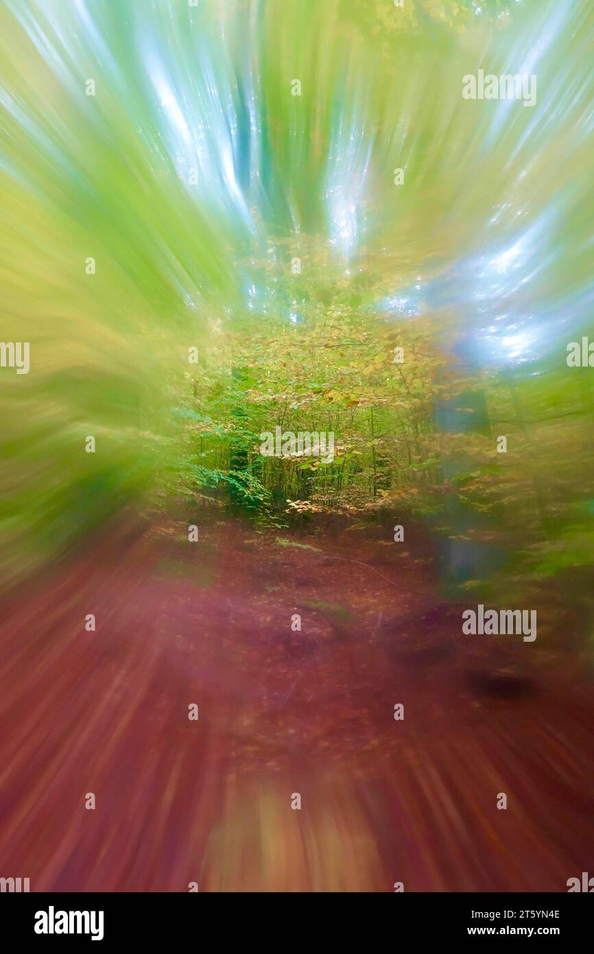 Octobre doré, automne dans la forêt, Allemagne, Europe Banque D'Images