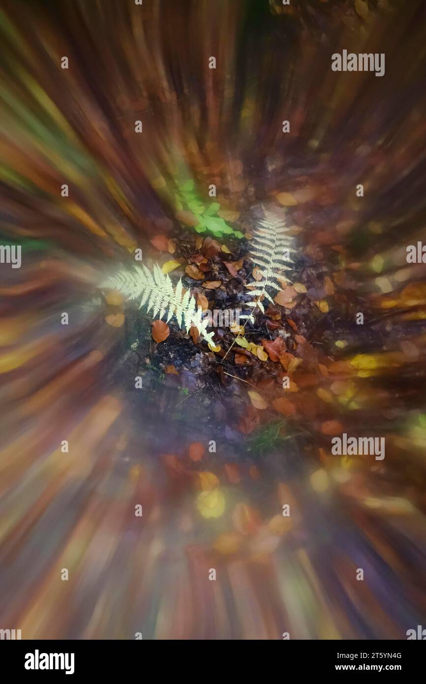 Octobre doré, automne dans la forêt, Allemagne Banque D'Images