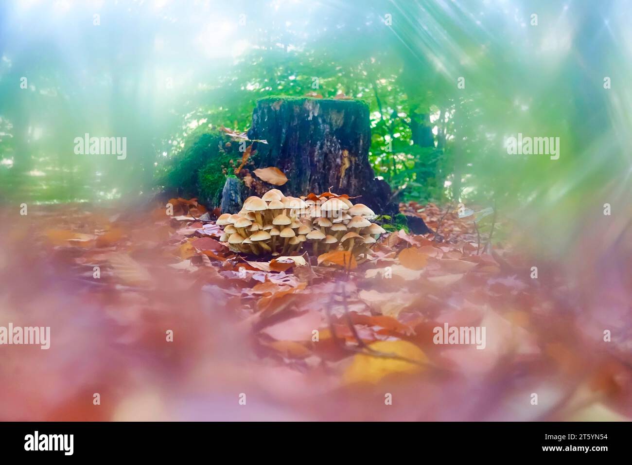 Octobre doré, automne dans la forêt, Allemagne, Europe Banque D'Images