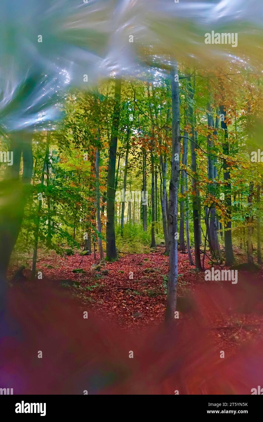 Octobre doré, automne dans la forêt, Allemagne, Europe Banque D'Images