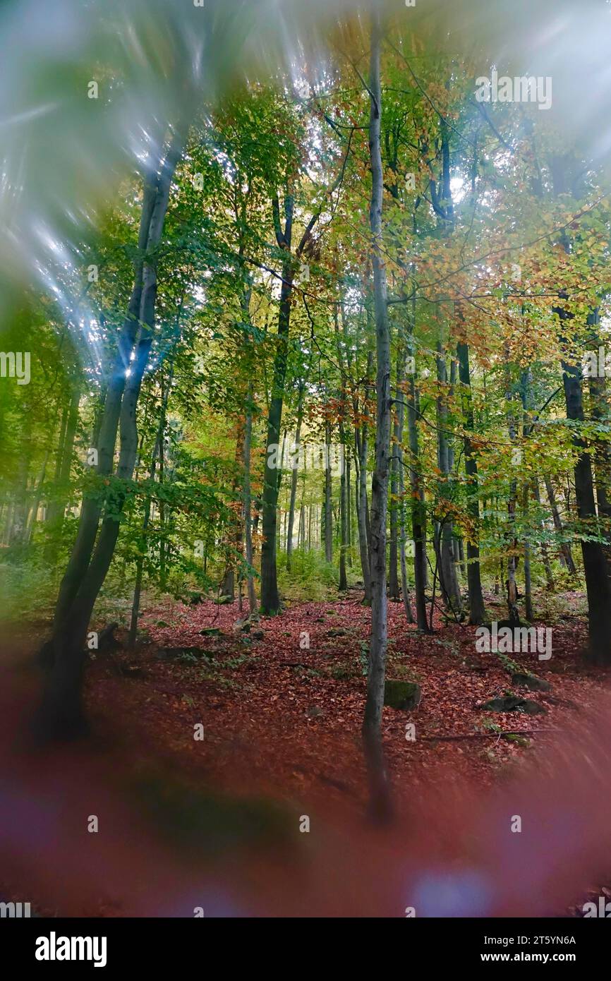 Octobre doré, automne dans la forêt, Allemagne Banque D'Images