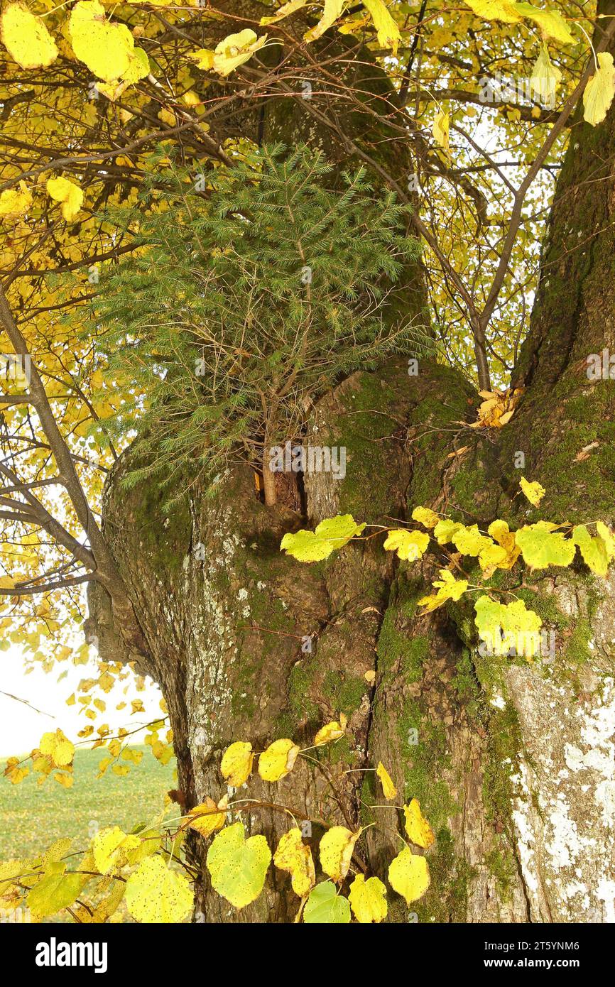 Tilleul à grandes feuilles (Tilia platyphyllos) avec épicéa (Picea) poussant d'un trou dans le tronc, Allgaeu, Bavière, Allemagne Banque D'Images