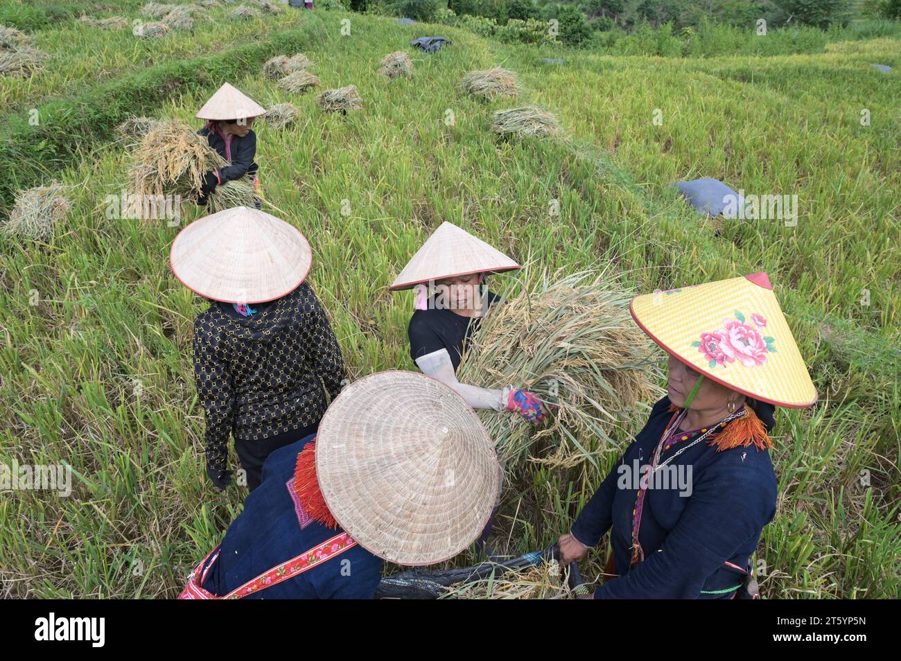 VIETNAM, yen Bai province, Nam Lanh, groupe ethnique Dao, femmes avec chapeau de paille non récolte de riz / Dao Ethnie, Dao Frauen mit Strohhhut non und traditioneller Kleidung BEI Reisernte Banque D'Images