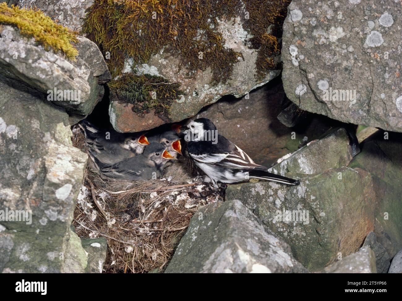 Pied Wagtail (Motacilla alba yarrellii) adulte se nourrissant bien développé jeune dans le nid dans le mur de pierres sèches, île de Mull, Écosse, mai 1984 Banque D'Images