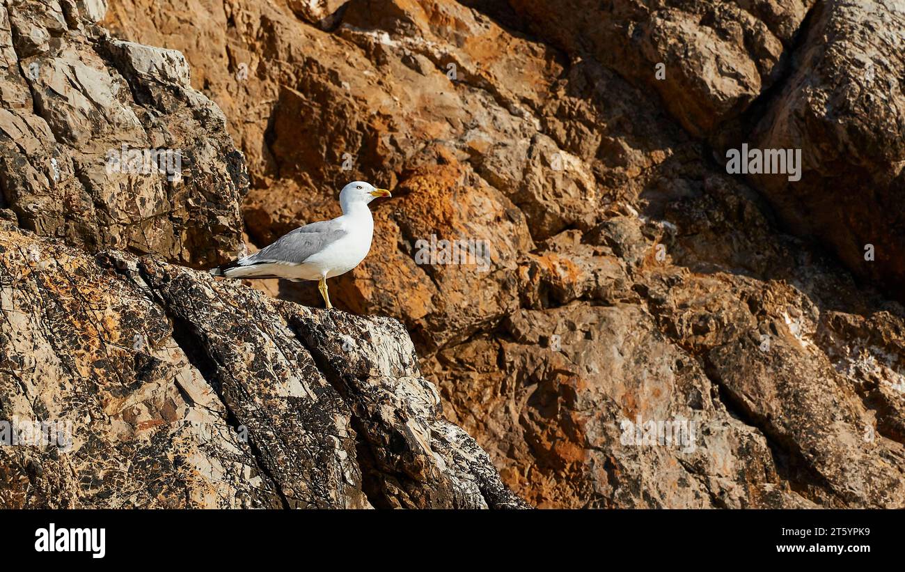 Mouette, proche, assise sur des rochers, lumière du matin, Marettimo, îles Egadi, Sicile, Italie Banque D'Images