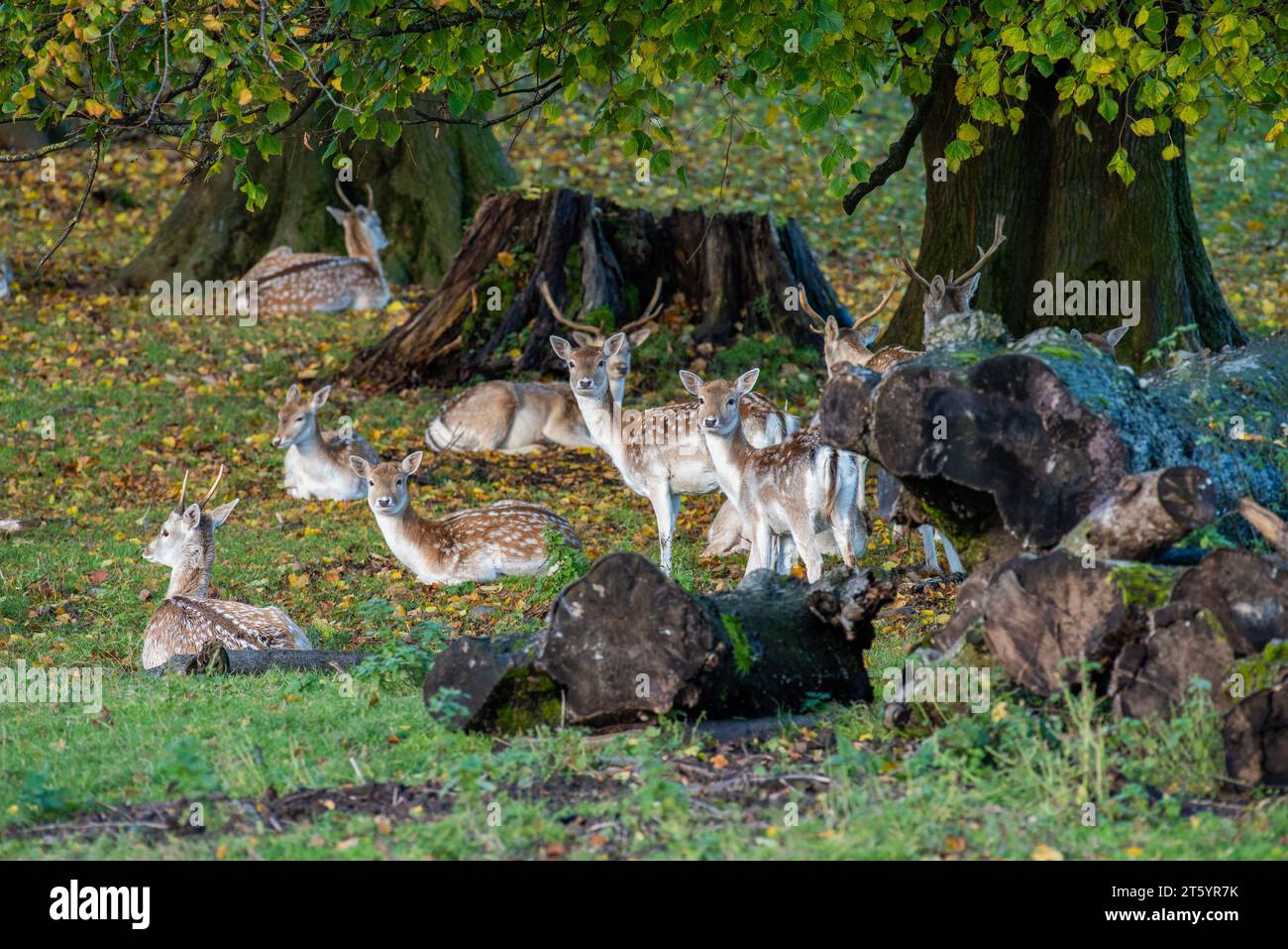 Milnthorpe, Cumbria, Royaume-Uni. 7 novembre 2023. Cerfs de jachère vers la fin de la saison de l'ornière à Milnthorpe, Cumbria. Crédit britannique : John Eveson/Alamy Live News Banque D'Images