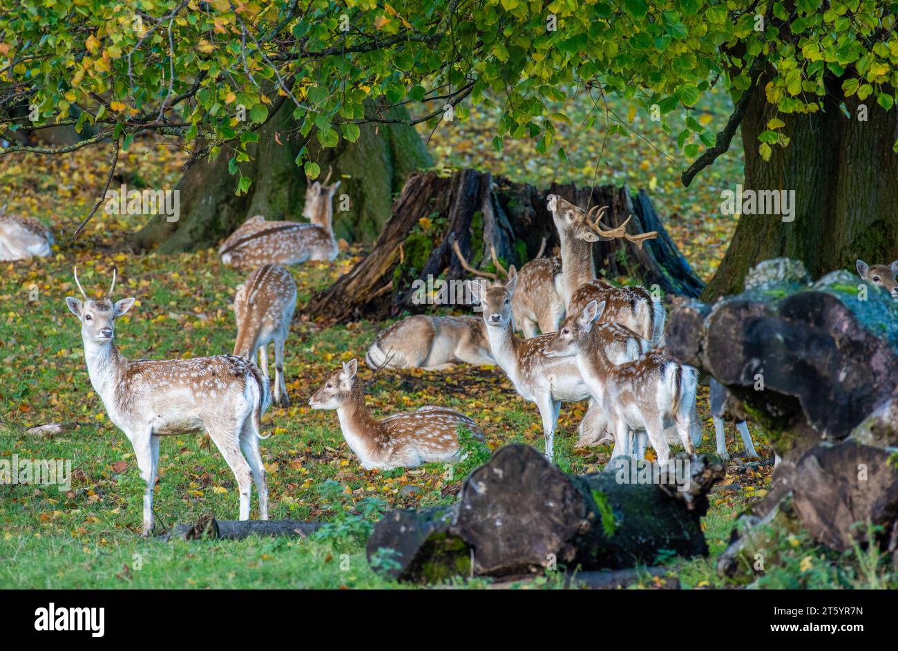 Milnthorpe, Cumbria, Royaume-Uni. 7 novembre 2023. Cerfs de jachère vers la fin de la saison de l'ornière à Milnthorpe, Cumbria. Crédit britannique : John Eveson/Alamy Live News Banque D'Images