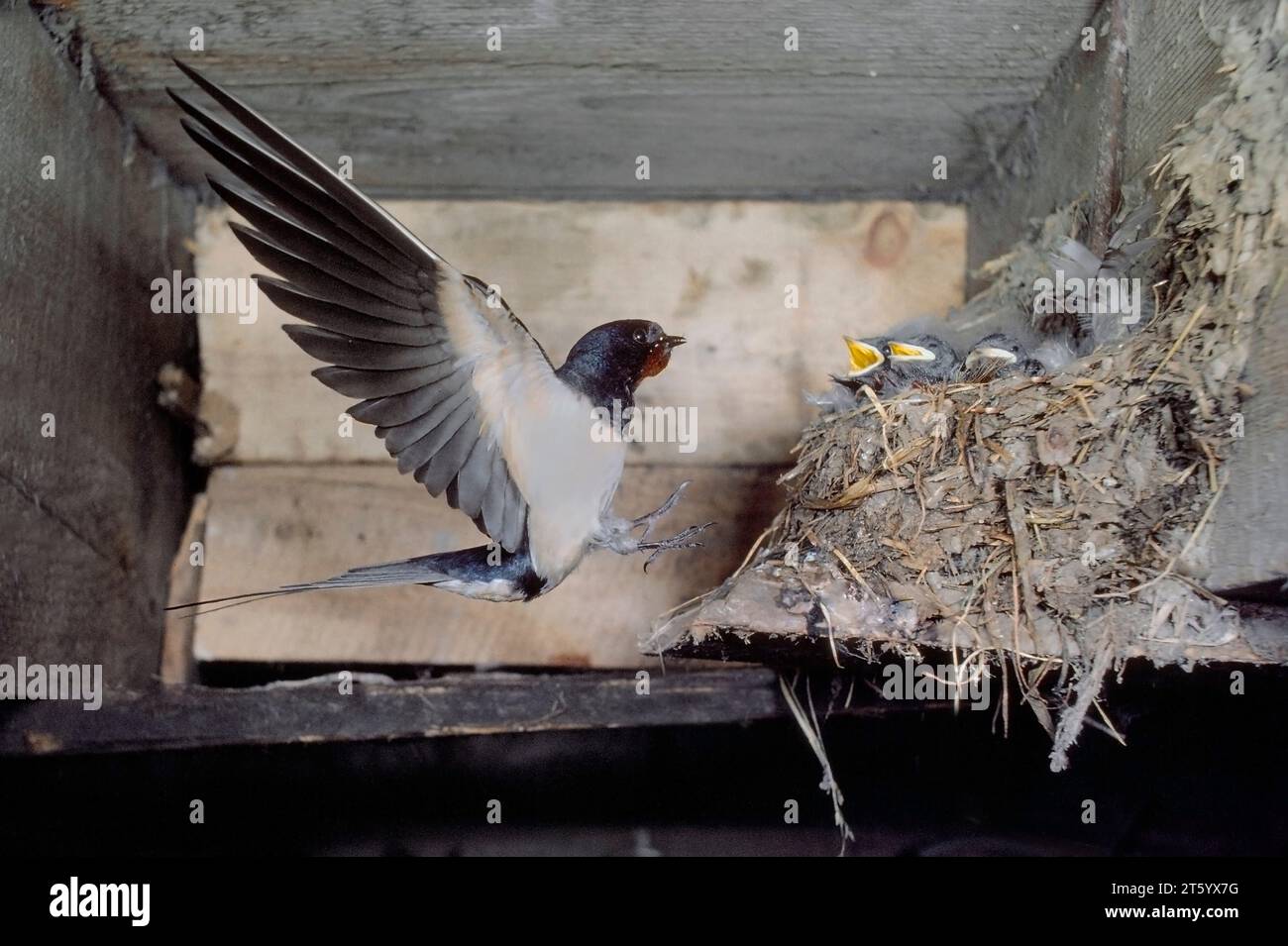 Hirondelle (Hirundo rustica) adulte arrivant au nid dans un bâtiment de ferme avec de la nourriture pour les jeunes, Berwickshire, Scottish Borders, Écosse, juin 1983 Banque D'Images