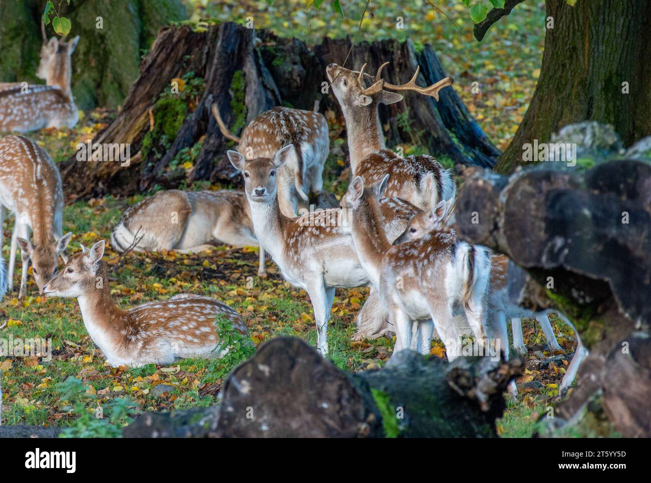 Milnthorpe, Cumbria, Royaume-Uni. 7 novembre 2023. Cerfs de jachère vers la fin de la saison de l'ornière à Milnthorpe, Cumbria. Crédit britannique : John Eveson/Alamy Live News Banque D'Images