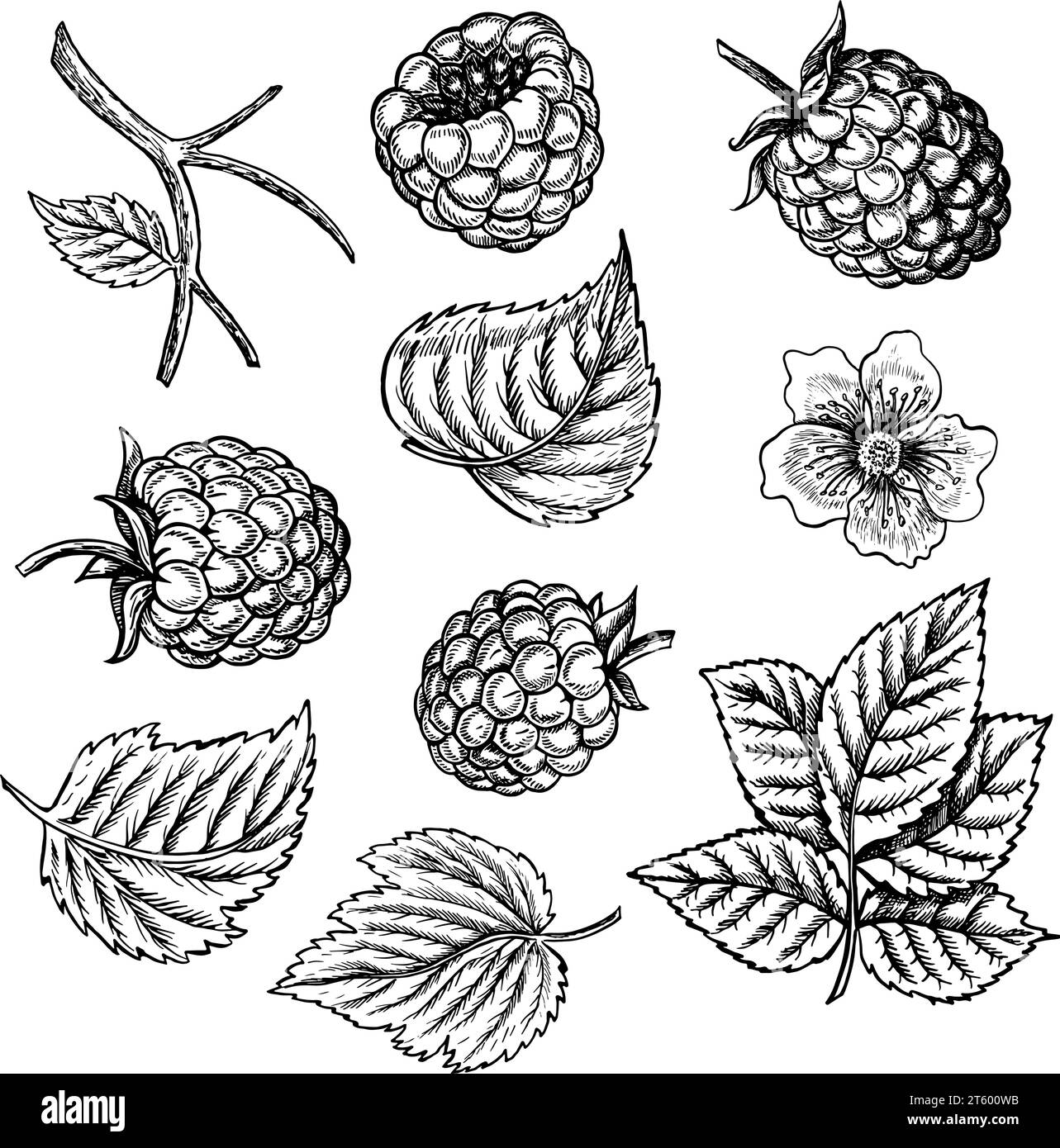 Ensemble de framboises, baies, feuilles et fleurs, illustration vectorielle graphique en noir et blanc dessinée à la main. Isolé sur fond blanc. Pour l'emballage Illustration de Vecteur