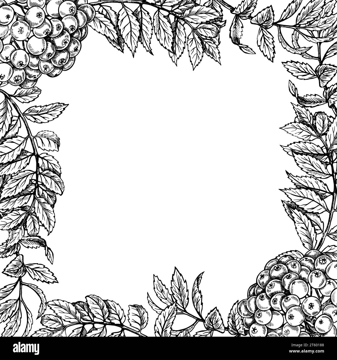 Cadre d'éléments rowan, fruits et feuilles, illustration vectorielle graphique en noir et blanc dessinée à la main. Isolé sur fond blanc. Elément de conception pour Illustration de Vecteur