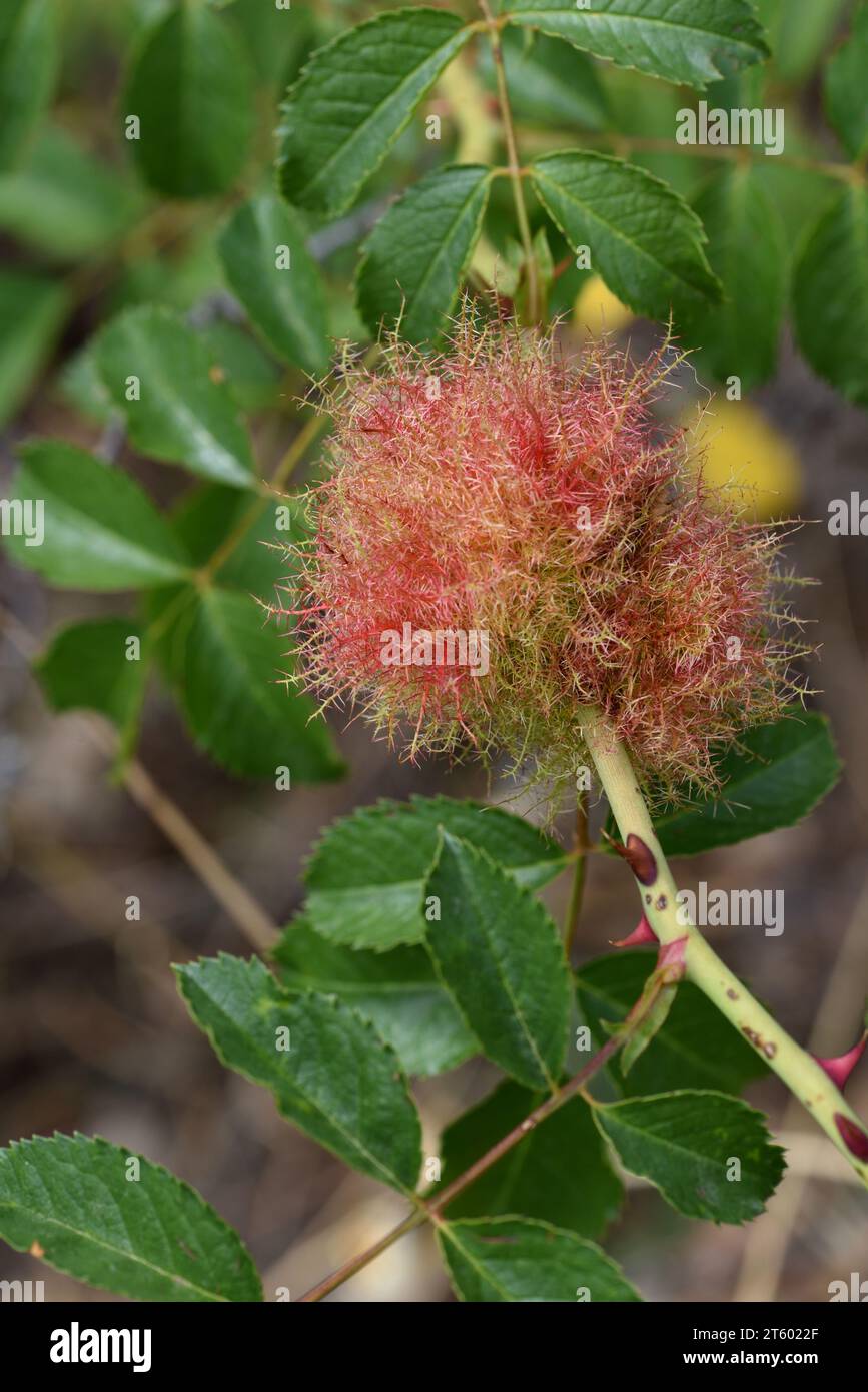 Diplolepsis rosae, Rose bedeguar Gall alias Bedeguar Gall guêpe, Pincushion de Robin, Mossy rose Gall ou Moss Gall poussant sur rose de chien, Rosa canina Banque D'Images