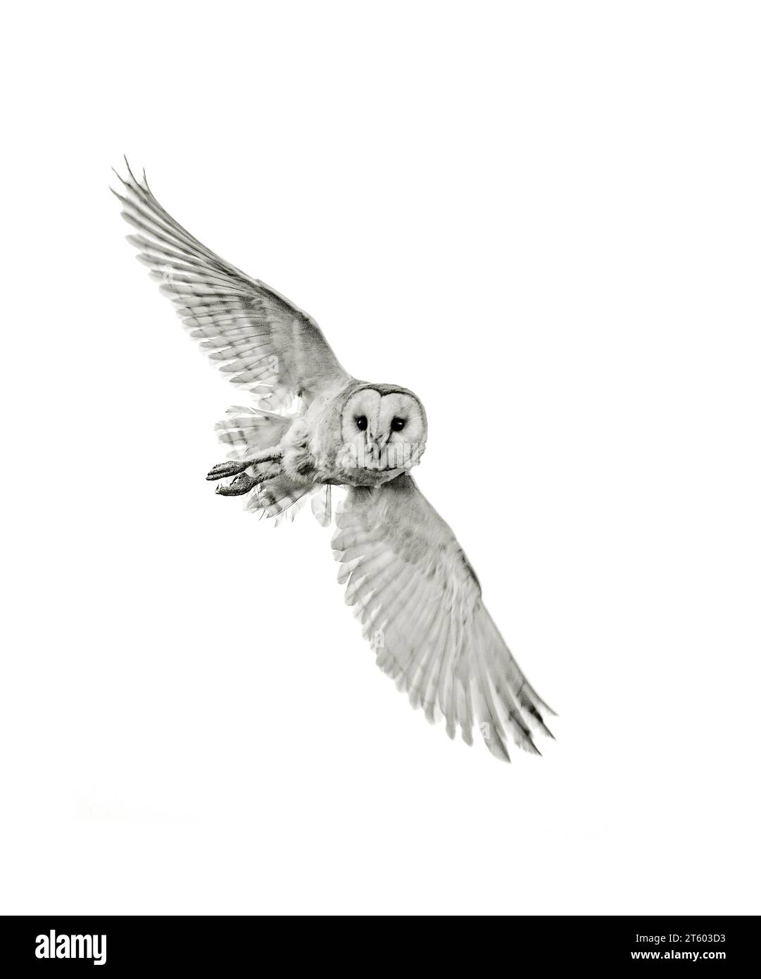 Image monochrome de hibou de grange (Tyto alba) en vol. Image fine art. Banque D'Images