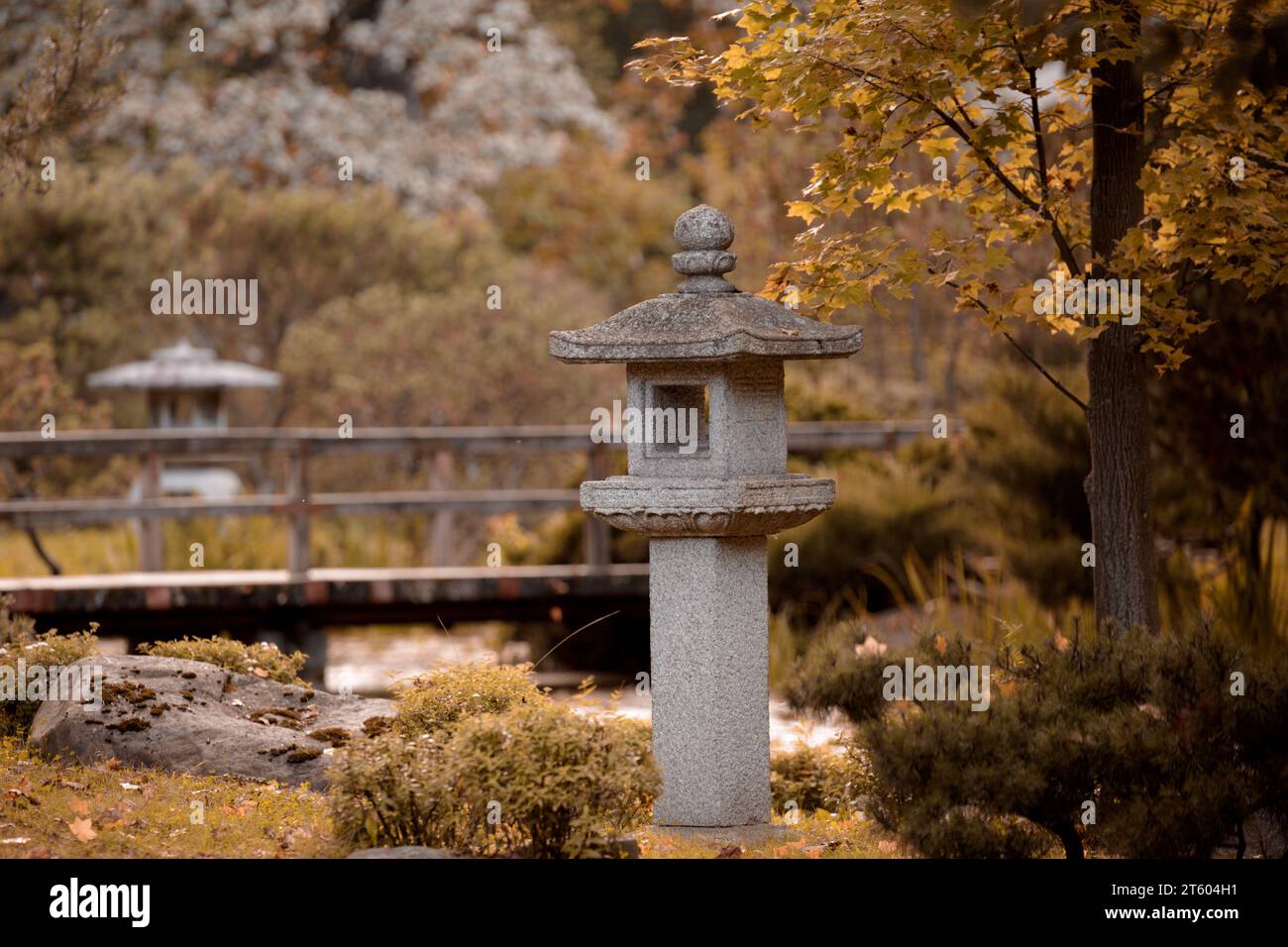 Lanterne japonaise traditionnelle en pierre dans le jardin d'automne. Feuillage d'automne jaune Banque D'Images