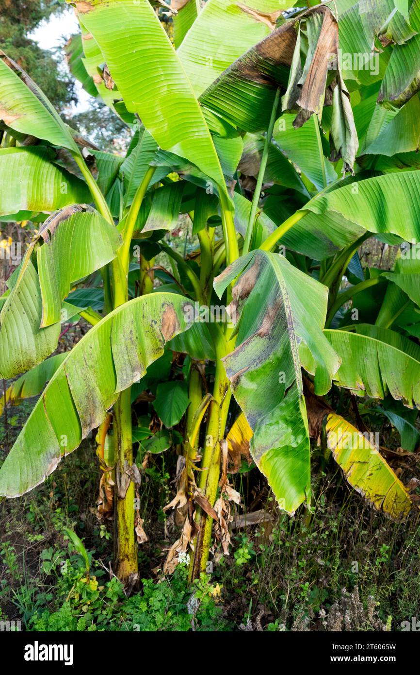 Basho, banane japonaise, Musa basjoo, plante, in, jardin, banane Hardy japonaise, feuillage, feuilles, plantes Banque D'Images