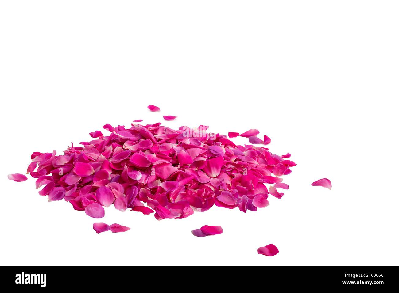Pile de pétales de rose couleur rose isolé sur blanc avec chemin de détourage inclus, espace de copie Banque D'Images