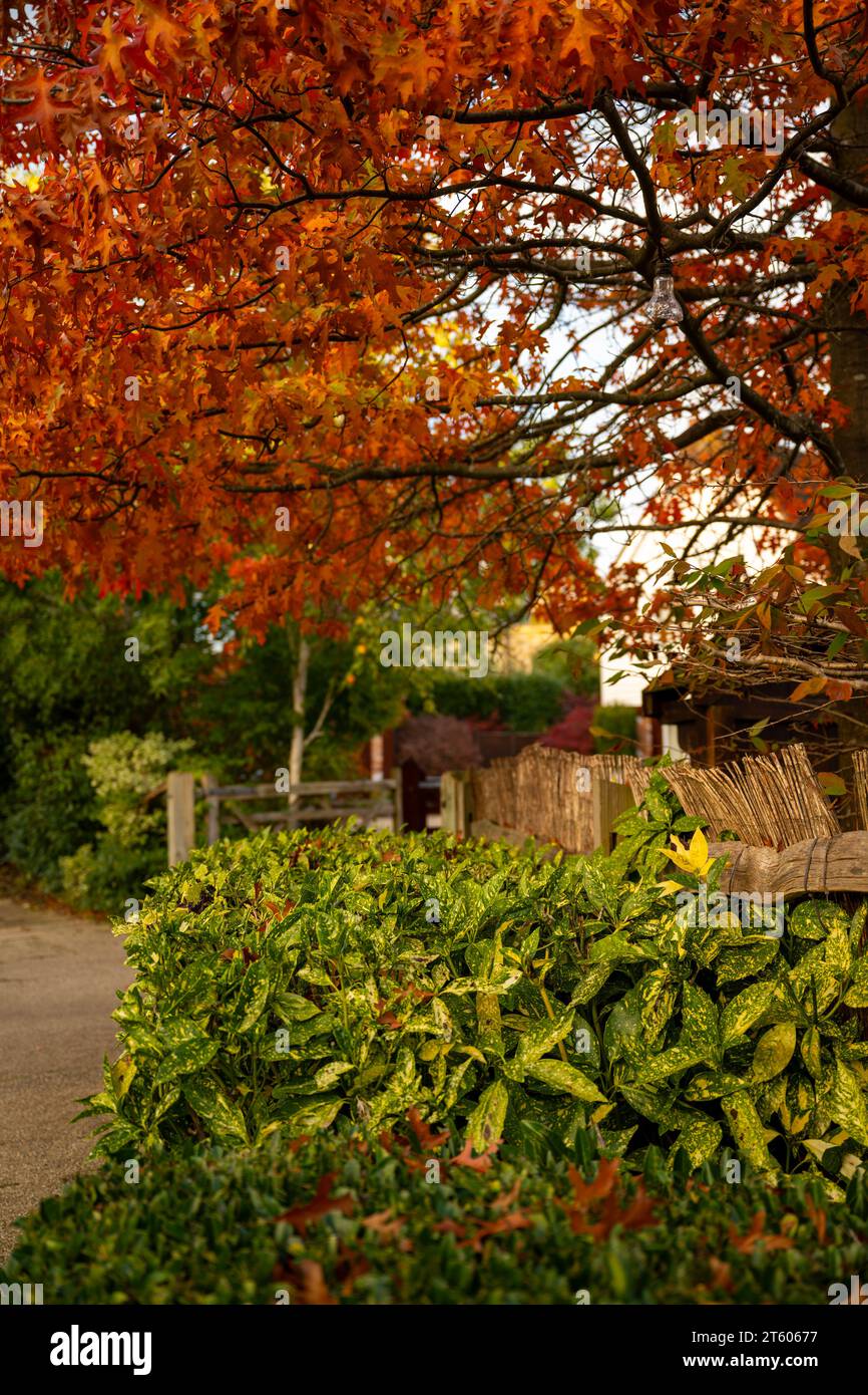 Scène d'automne (automne) en Angleterre avec des feuilles rouges colorées sur un arbre et un buisson avec un feuillage panaché. Banque D'Images
