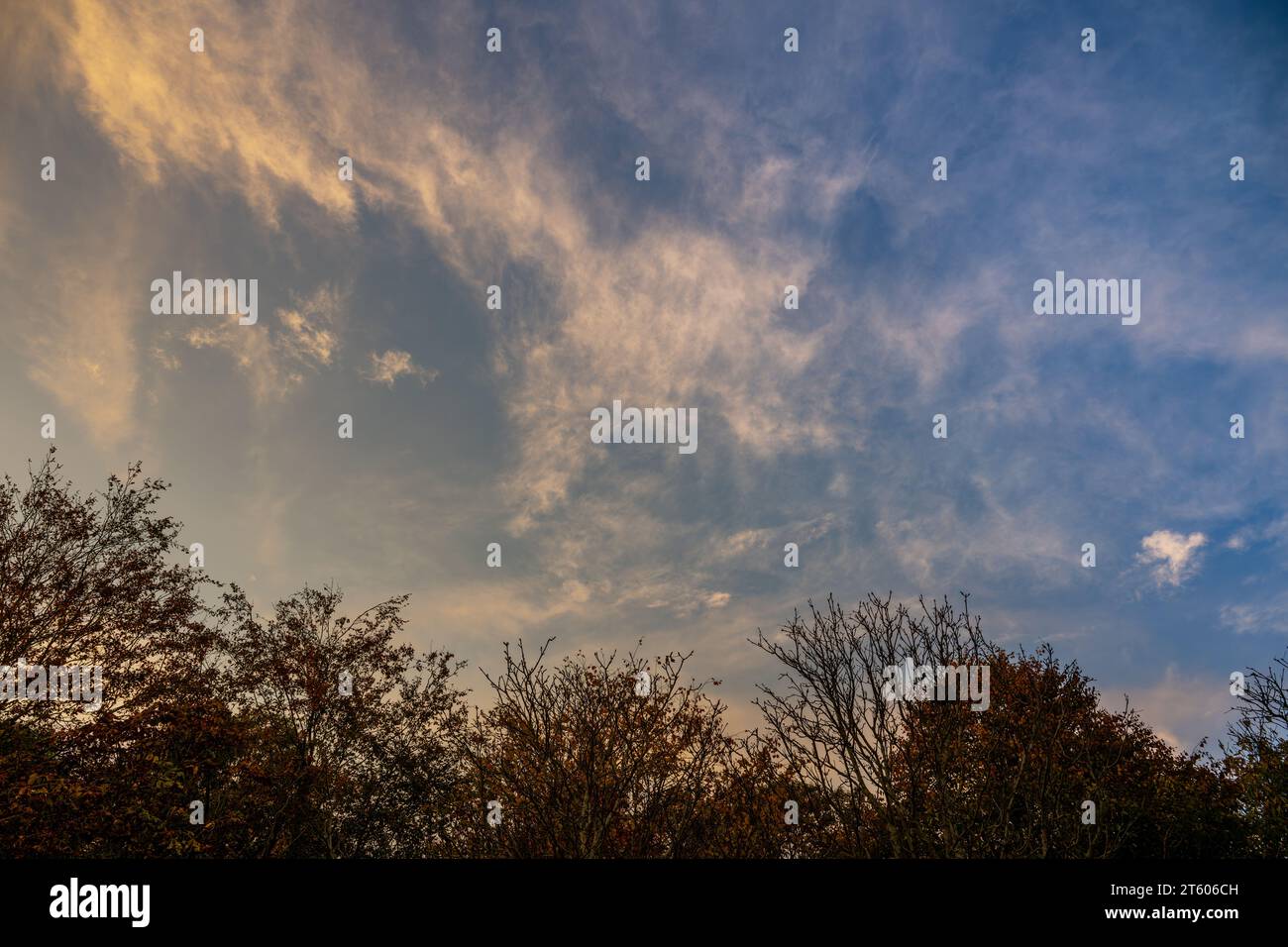 Paysage nuageux du soir avec des arbres. Nuages cirrus blancs de haut niveau avec teinte jaune sur un ciel bleu. Orientation paysage. Banque D'Images