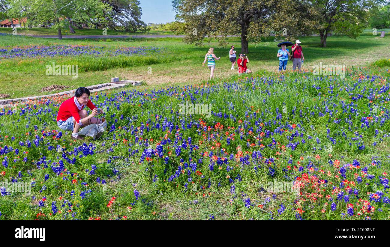 Les touristes photographient des bleubonnets du Texas et d'autres fleurs sauvages au parc Old Baylor College à Independence, au Texas, au début du printemps. Banque D'Images