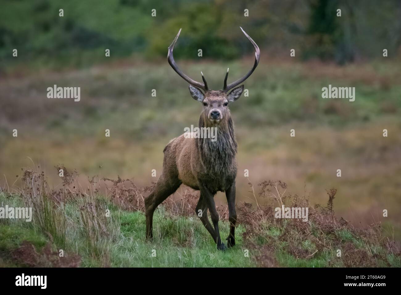 Cerf rouge (Cervus elaphus) à Caim, Ardnamurchan, Écosse, Royaume-Uni. Banque D'Images