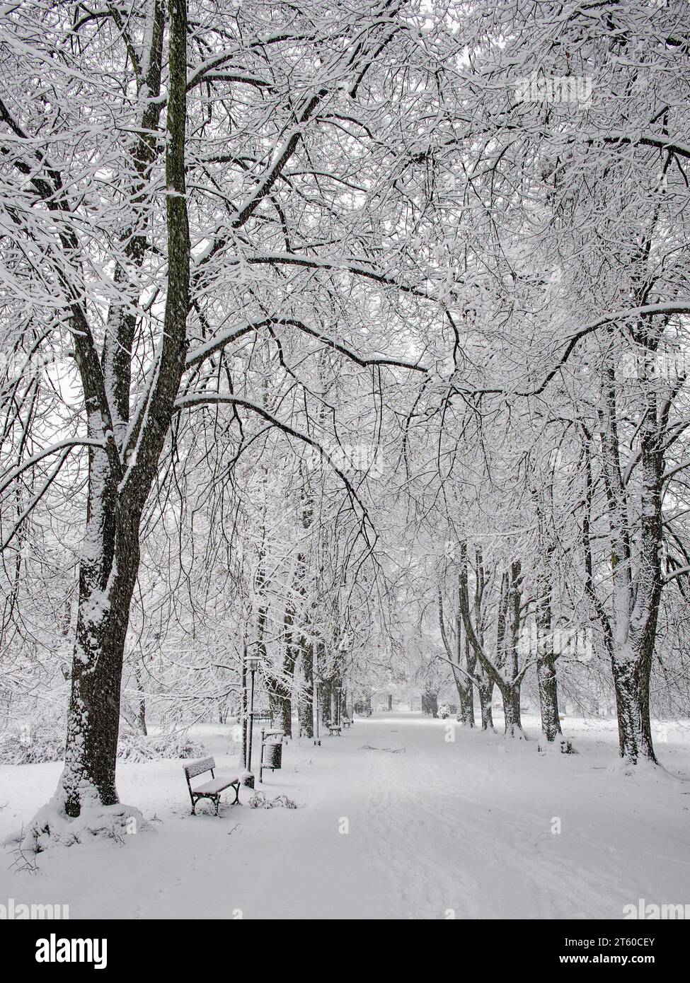 Banc de parc couvert de neige près d'un arbre, paysage hivernal. Chute de neige. Banque D'Images