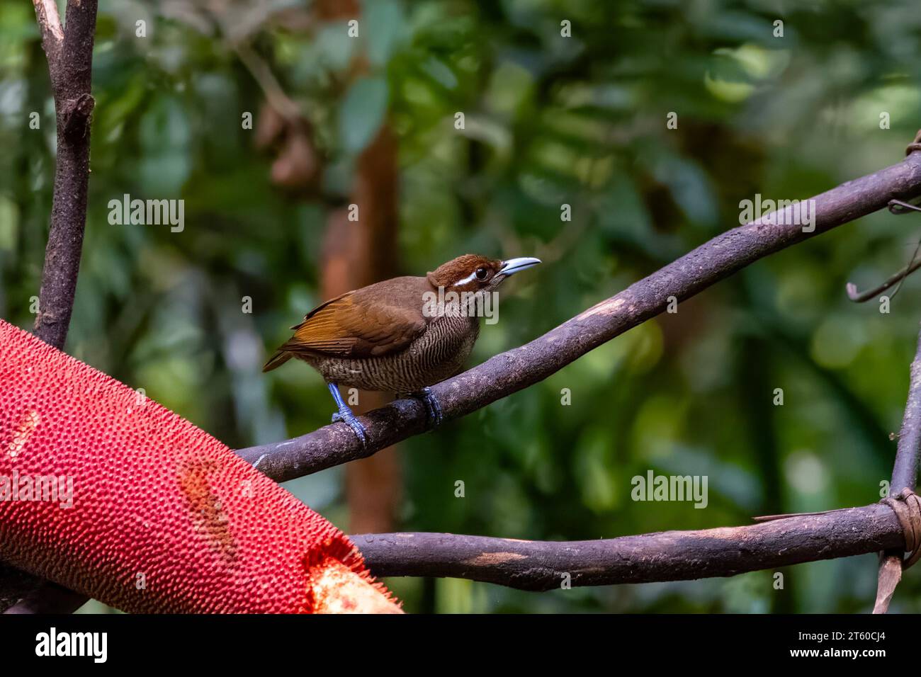 Femelle magnifique oiseau de paradis dans les montagnes Arfak en Papouasie occidentale, Indonésie Banque D'Images