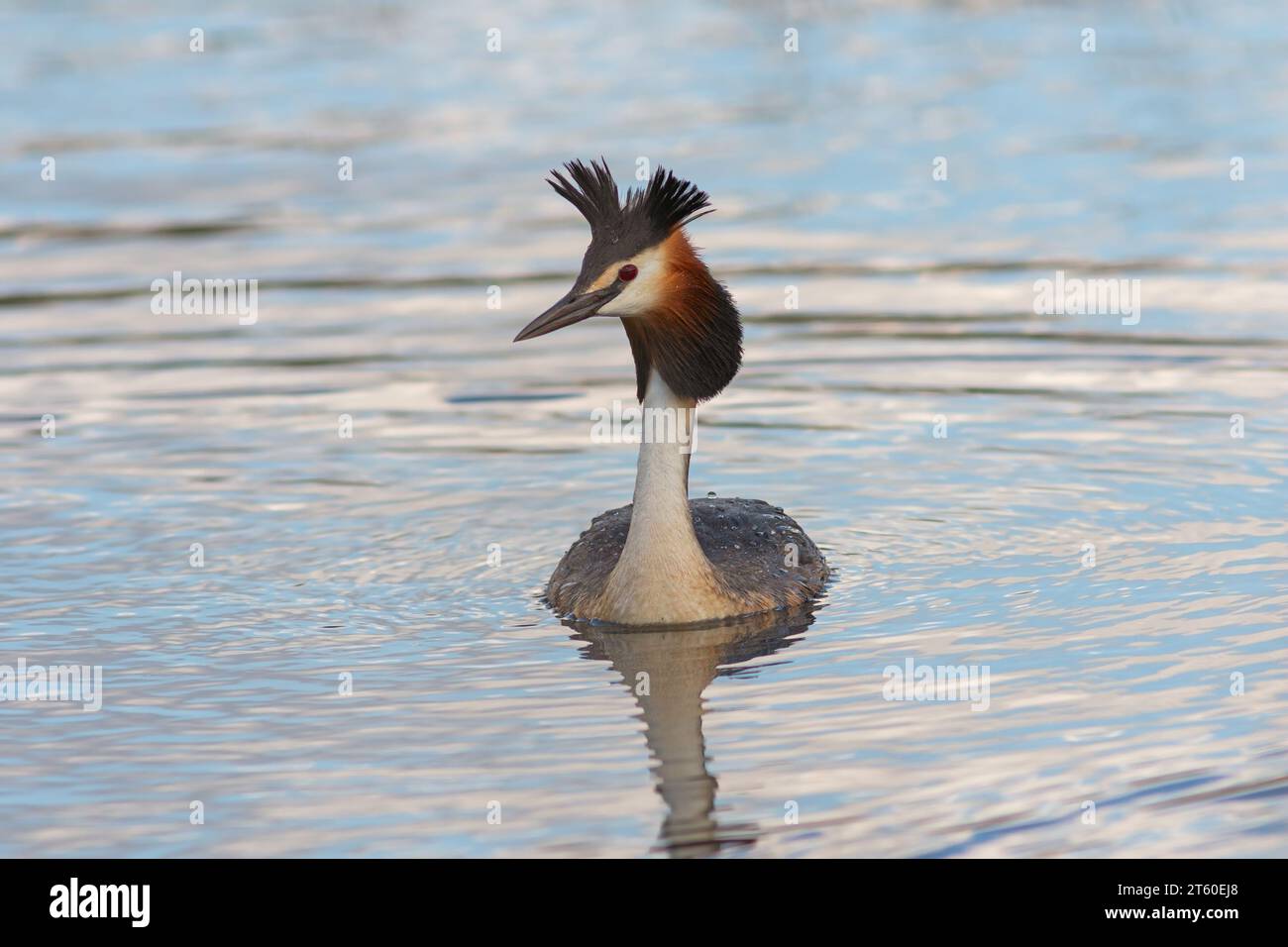 Grand grèbe à crête nageant sur étang, oiseau sauvage en habitat naturel (Podiceps cristatus) ; plein affichage des oiseaux mâles en saison d'accouplement Banque D'Images