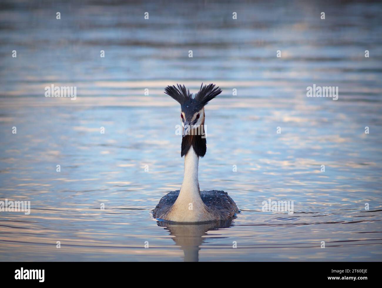 Belle grande crête grèbe sur l'étang (Podiceps cristatus) Banque D'Images