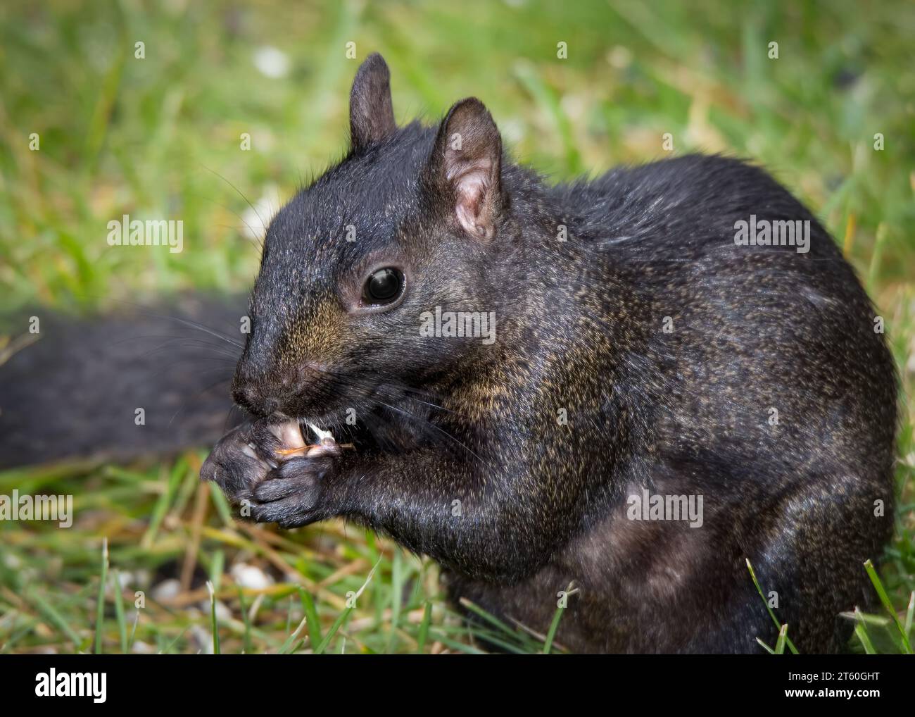 Magnifique écureuil noir (Sciurus carolinensis) se nourrissant de quelques graines dans le nord du Minnesota tandis que sur ses pattes arrière dans le nord du Minnesota USA Banque D'Images