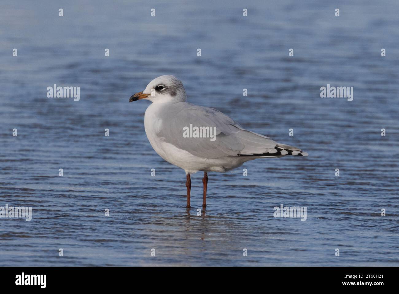 Mouette méditerranéenne - 2e plumage d'hiver - debout dans l'eau peu profonde, Godrevy, Cornouailles, Royaume-Uni Banque D'Images