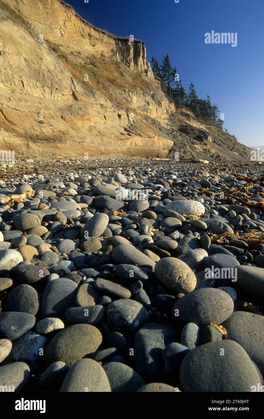 Cliff Beach, Dungeness National Wildlife Refuge, Washington Banque D'Images