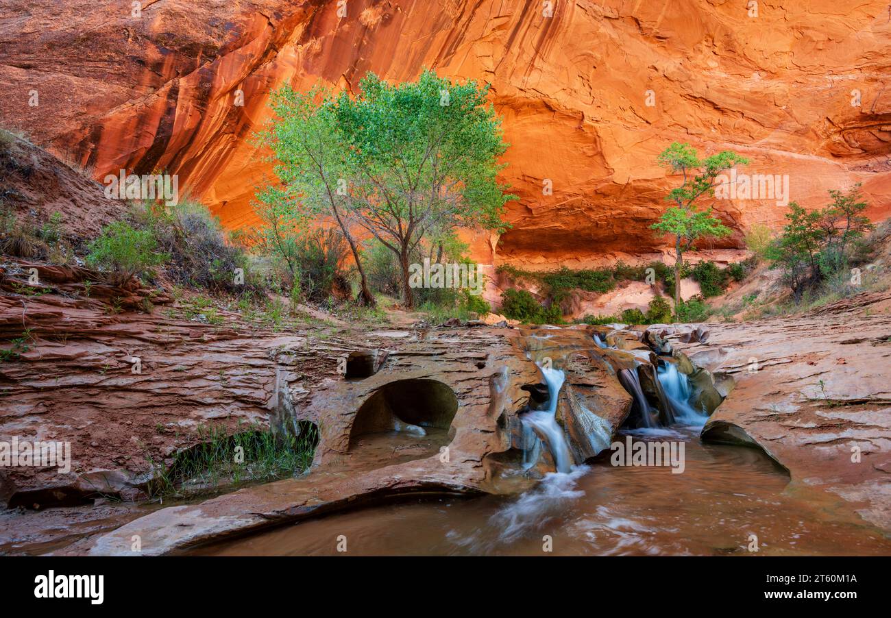 Swiss Cheese Falls, Coyote Gulch, Grand Staircase-Escalante National Monument, Utah Banque D'Images