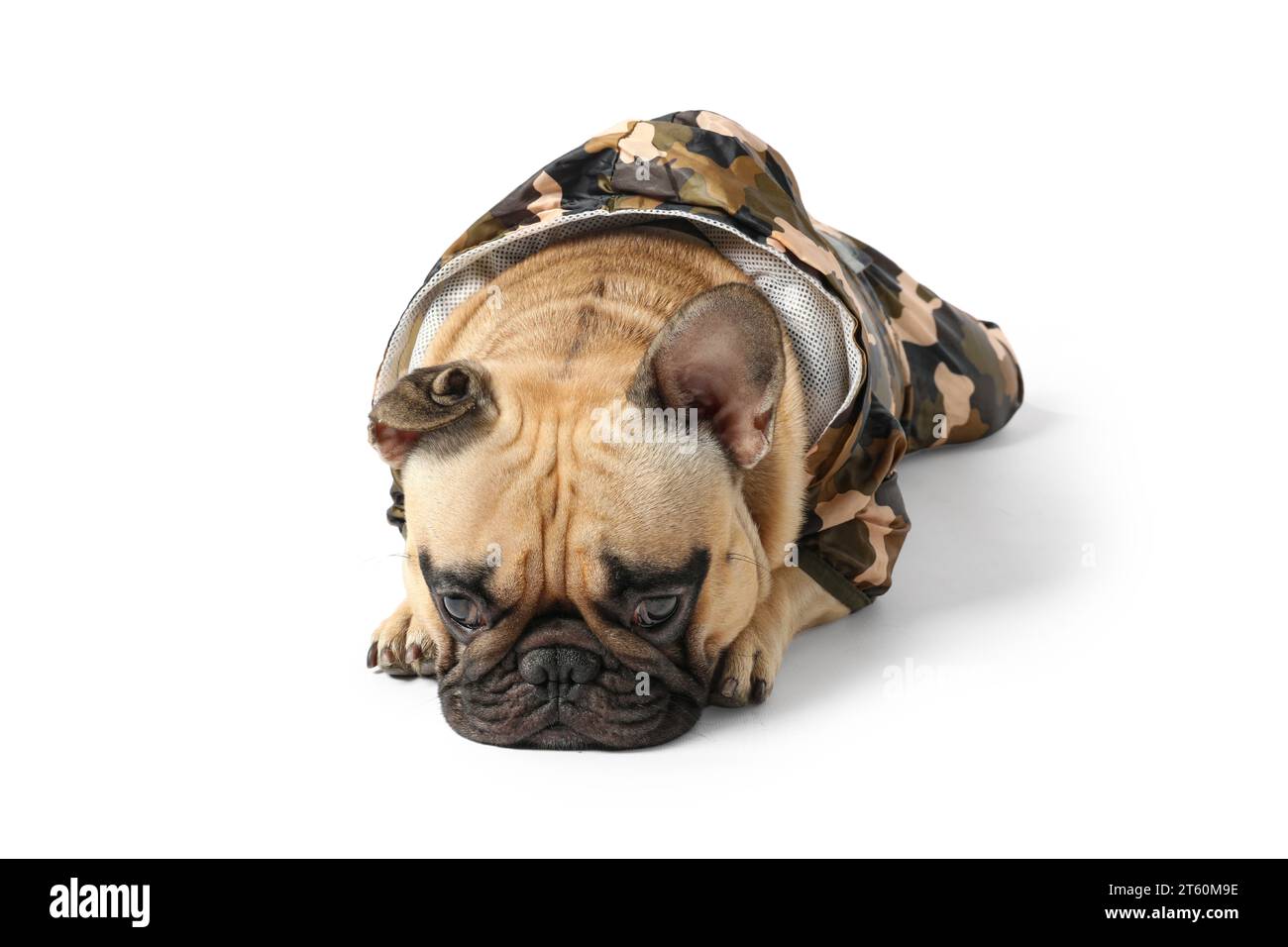 Mignon bulldog français en imperméable sur fond blanc Banque D'Images