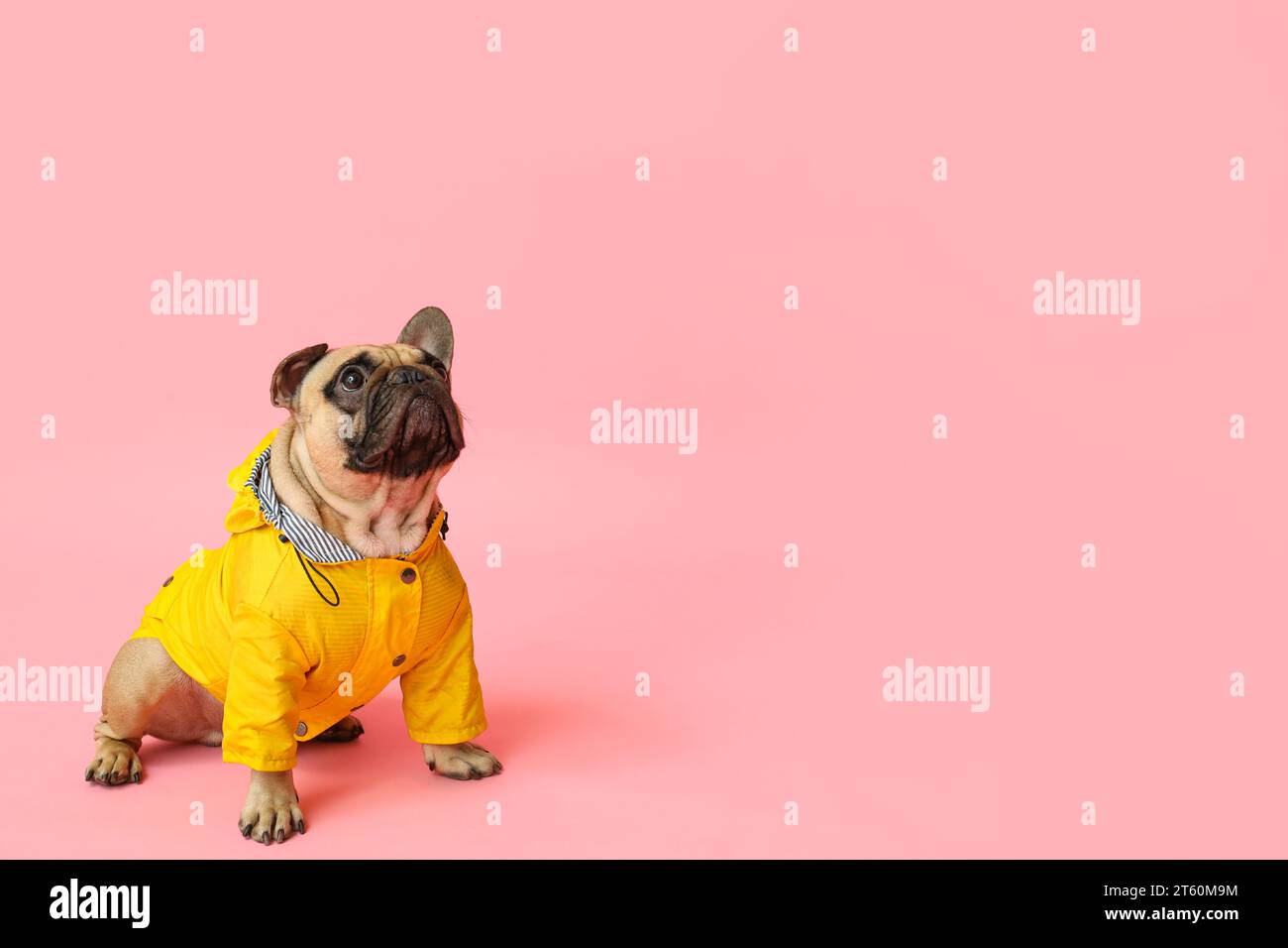 Mignon bulldog français en imperméable sur fond rose Banque D'Images