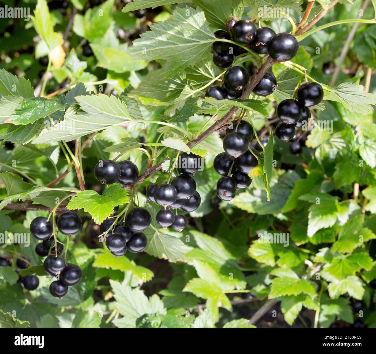 Branche noire de cassis avec fruits. Cassis biologique dans un verger. Branches avec fruits juteux. Gros plan du currant mûr sur la branche dans le jardin. Banque D'Images
