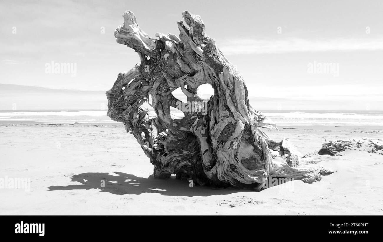 Un système de racines d'arbre en bois pâle très altéré, maintenant une grande pièce de bois flotté sur Waitarere Beach (NZ) Banque D'Images
