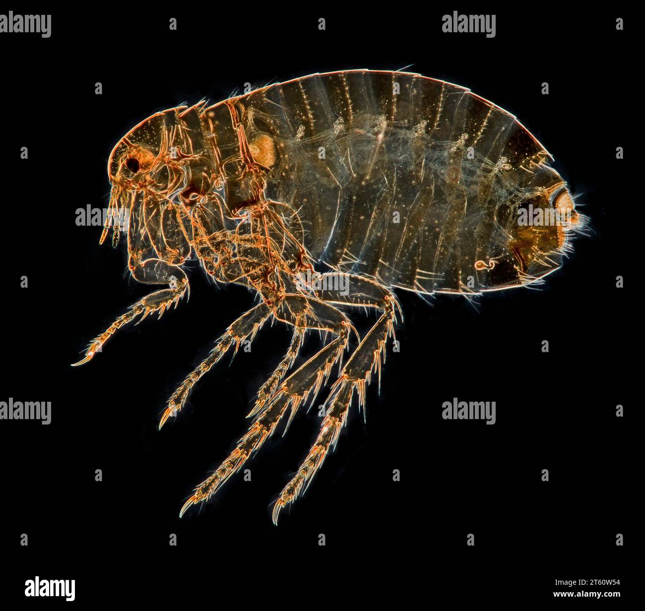 Puce humaine, pulex irritans, femelle. Photomicrographie à fond noir Banque D'Images