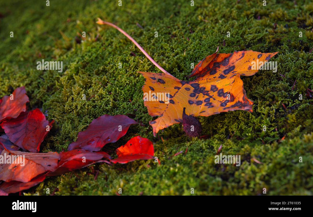 Feuilles tombées sur mousse verte dans la forêt en automne, Peilstein, Autriche Banque D'Images