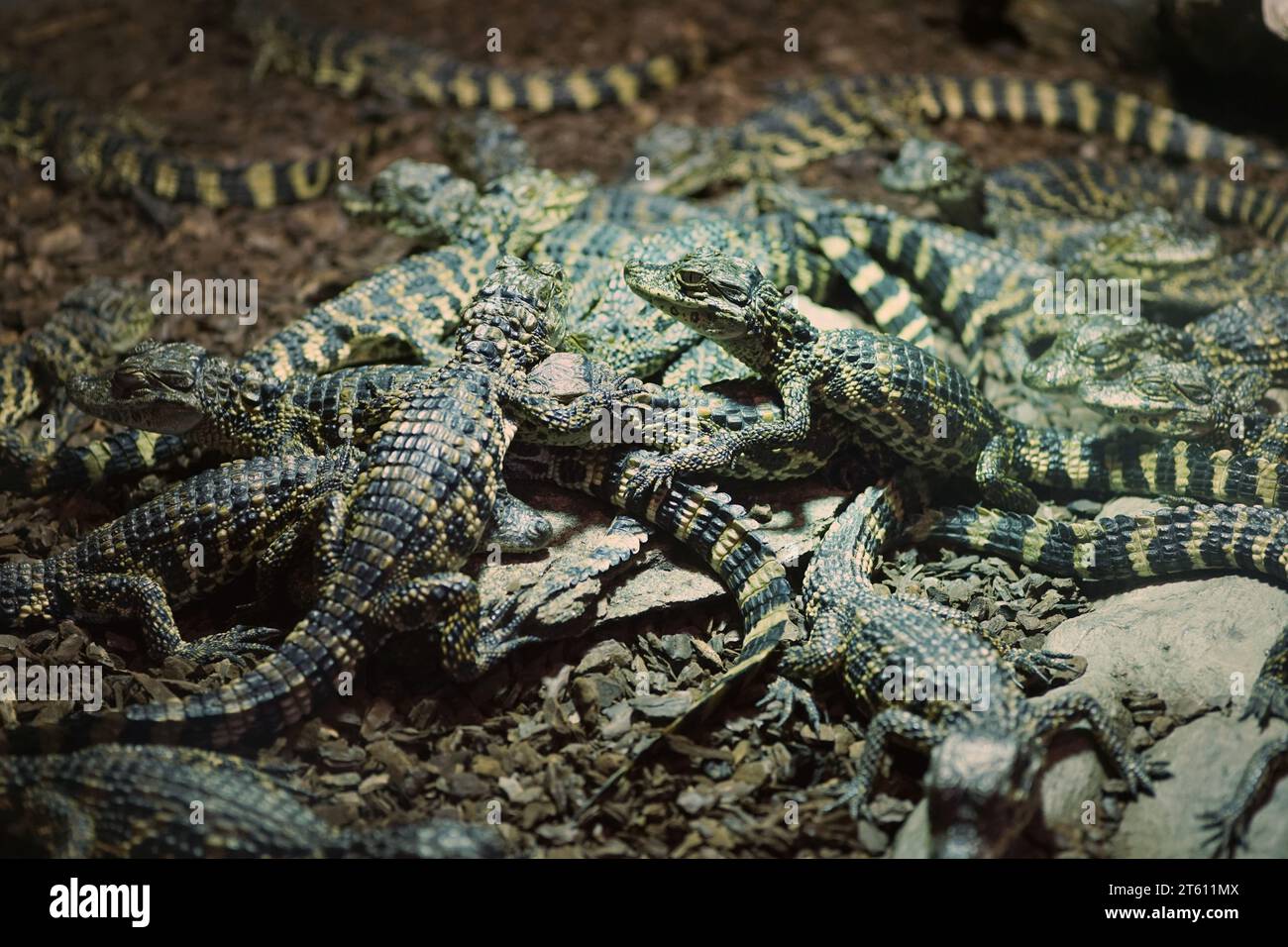 Des bébés Caïman à museau large Banque D'Images