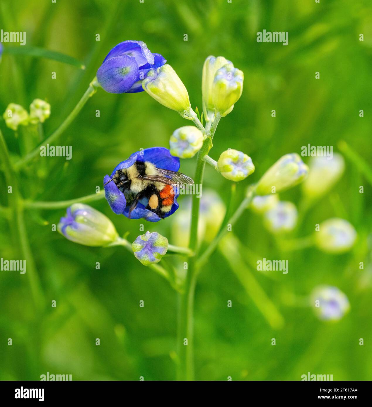 Une abeille bulleuse de Hunt (Bombus huntii) nichée confortablement dans un bourgeon de fleur de Delphinium, juste assez grand pour l'accueillir. Banque D'Images